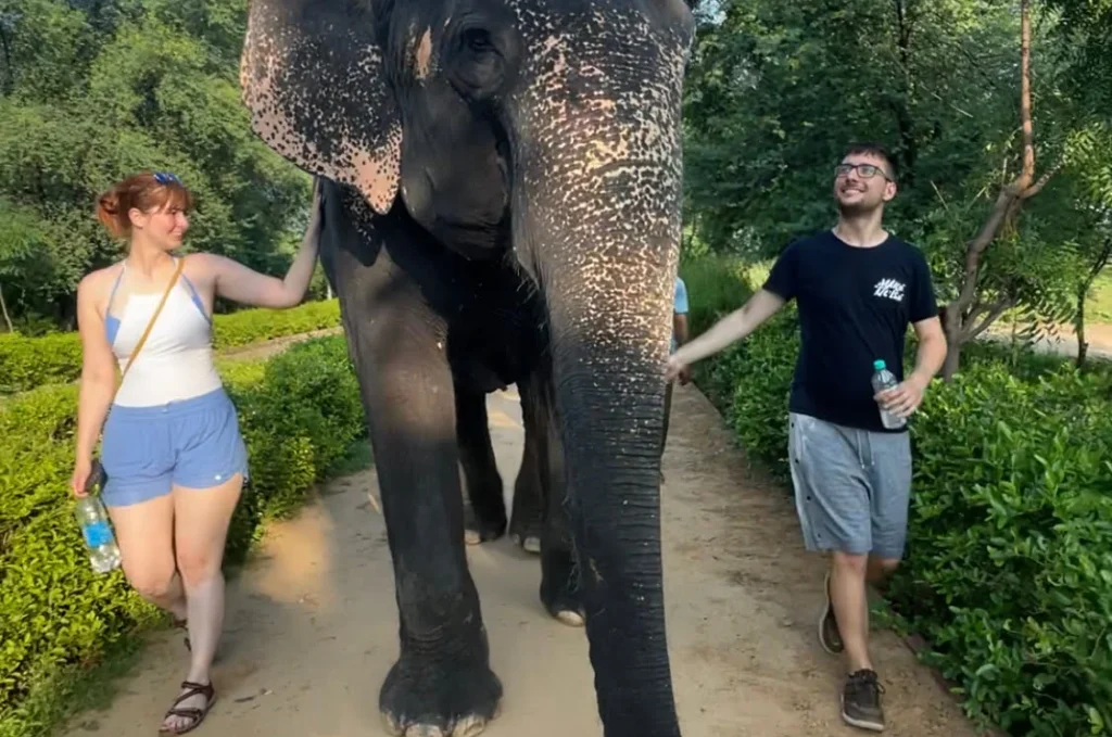 Beautiful-elephant-sanctuary